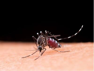 World Malaria Day