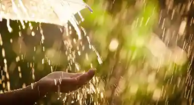 Monsoon Diseases
