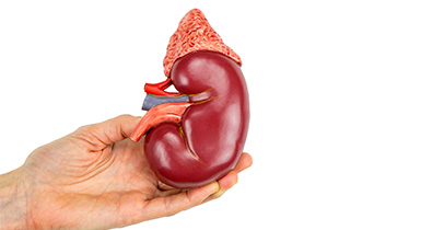 Organ Donation