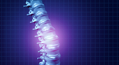 spine