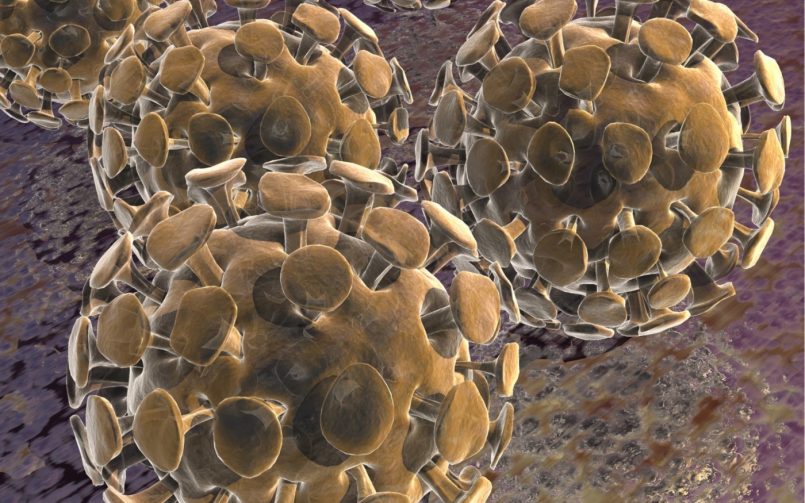 Corona Virus