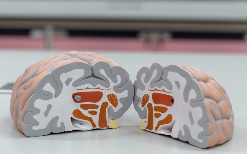 Gray Matter in Brain